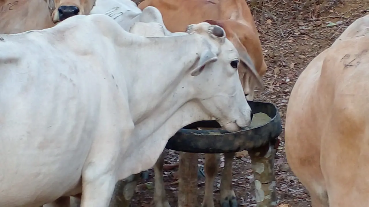 Vaca